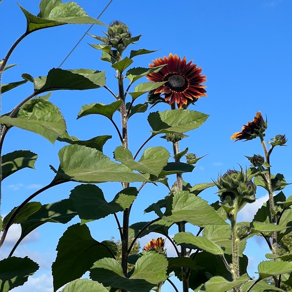 Meet the Posher Other - Meet your Posher, Carla